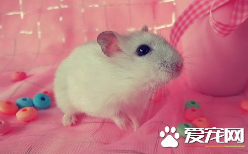 倉鼠窩怎麼消毒 倉鼠清理籠子的注意事項