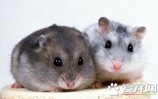 倉鼠總是睡覺 倉鼠本來就是夜行動物
