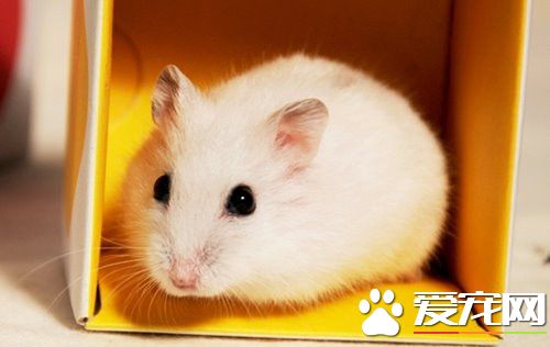 養倉鼠需要買什麼 養倉鼠要准備的一些必需品