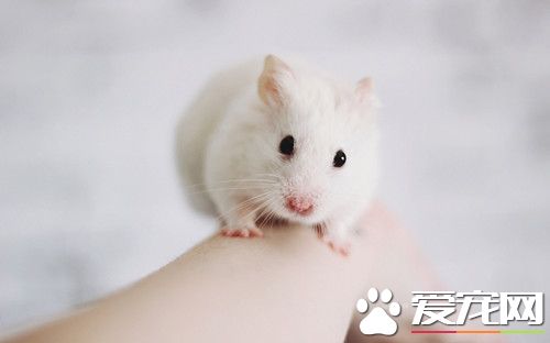 養倉鼠浴沙怎麼用 倉鼠浴沙用法的注意事項