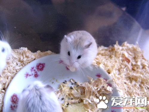 養倉鼠的技巧 飼養倉鼠的十一大禁忌