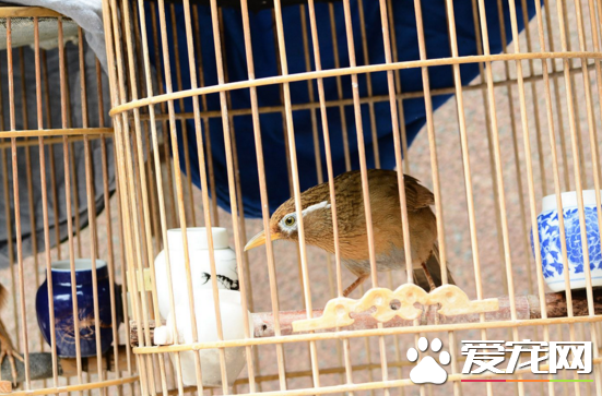 畫眉鳥飼料那種最好   飼料要講究比例和營養性