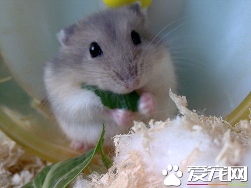 怎麼養倉鼠才不會死 養倉鼠需要注意地方