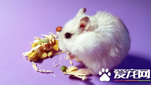 倉鼠夏天怎麼養 夏天倉鼠可以降溫的方法