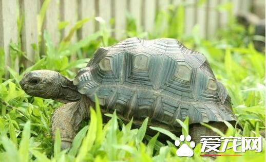 養龜需要多少水 水深10~15厘米也可以