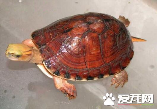 寵物龜怎麼喂養 胡蘿卜等蔬菜都能滿足它