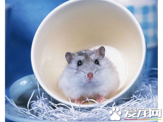 被倉鼠咬破了怎麼辦 看被咬處情況而定