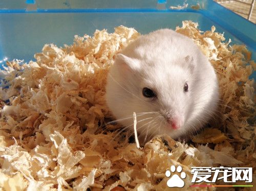 倉鼠用什麼籠子好 倉鼠籠一般不用特別大或高