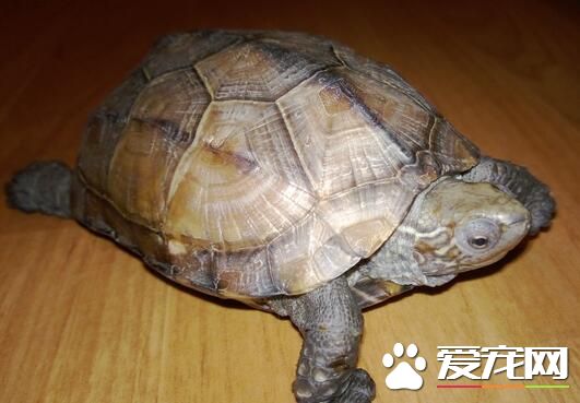 烏龜不吃龜食怎麼辦 給它吃葷腥味重的食物
