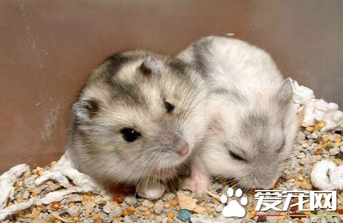 怎麼給倉鼠剪指甲 剪指甲時要輕手輕腳