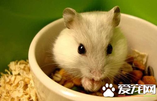 倉鼠為什麼叫 倉鼠為什麼叫的六種原因
