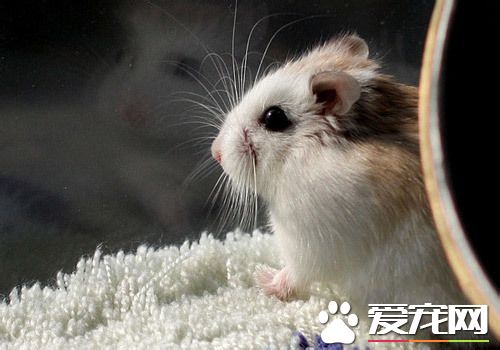 倉鼠害怕的表現 倉鼠害怕會咬住飼主的手
