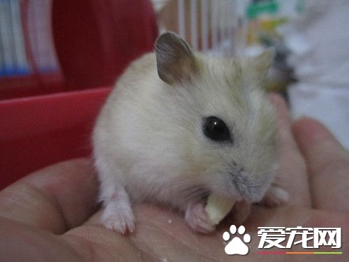 養倉鼠要准備什麼 倉鼠的基本生活用品