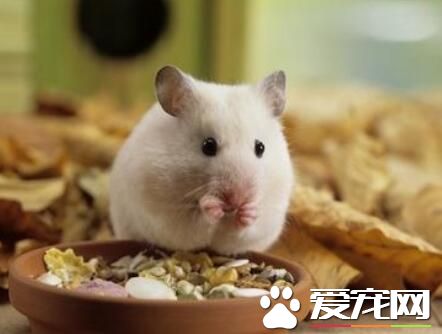 倉鼠怎麼喂食 喂養倉鼠需要的三個要領