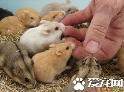 倉鼠能一起養嗎 只有幼年倉鼠才適合群養