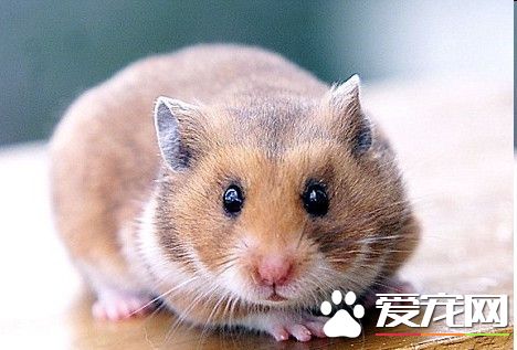 倉鼠一天吃多少東西 一天大約能吃10克干糧