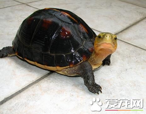 養龜用什麼水草 找那種便宜又耐活的水草
