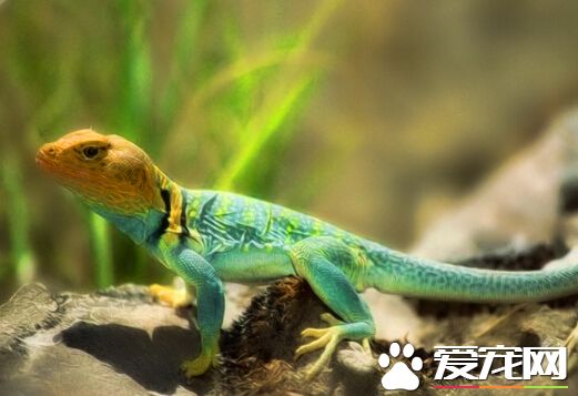 小蜥蜴吃什麼 小蜥蜴比較喜歡吃生菜
