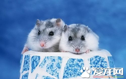 倉鼠為什麼咬人 倉鼠愛咬人的五個原因
