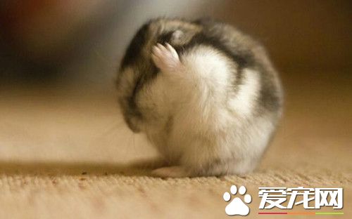 倉鼠怎麼生寶寶 倉鼠繁殖最佳5~10月齡