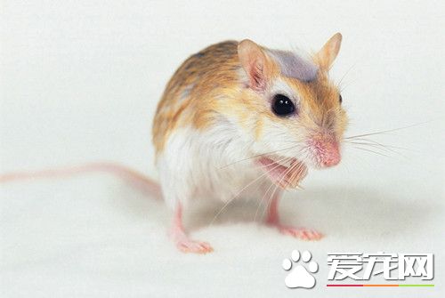 如何飼養倉鼠 最正確的倉鼠飼養方法