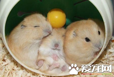 怎麼和倉鼠培養感情 多多互動可以增進感情