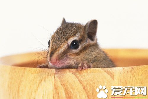 什麼牌子的倉鼠浴沙好 Alex力士浴沙最常見