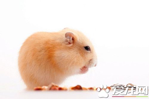 銀狐倉鼠怎麼養 銀狐倉鼠飼養需要注意地方