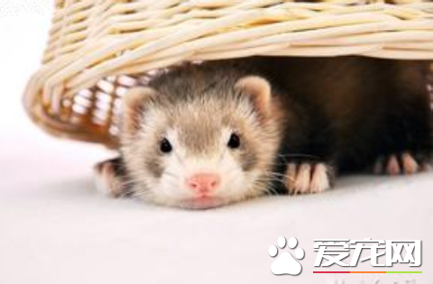 被寵物貂咬了怎麼辦 沖洗傷口後上消炎藥或酒精