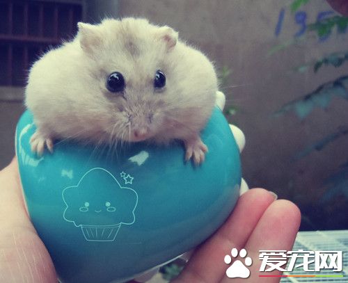 倉鼠吃什麼水果 每周都需要給倉鼠吃水果