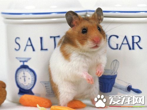 倉鼠喝什麼水 倉鼠喝水千萬不要喂生水