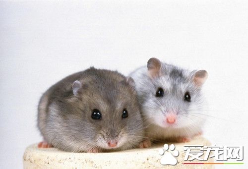 母倉鼠吃小倉鼠 小鼠沾了異味為被吃掉