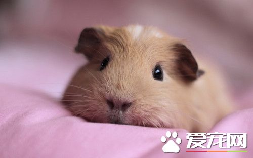 倉鼠脫毛怎麼回事 老年倉鼠脫毛是比較常見