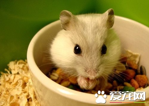 倉鼠什麼時候交配 一般情況都是在2個月左右
