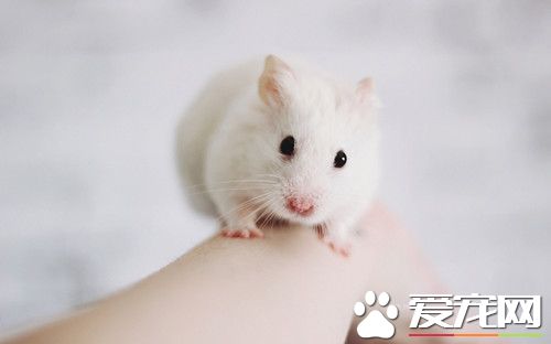 倉鼠生了寶寶怎麼辦 切記一定要與公鼠分籠
