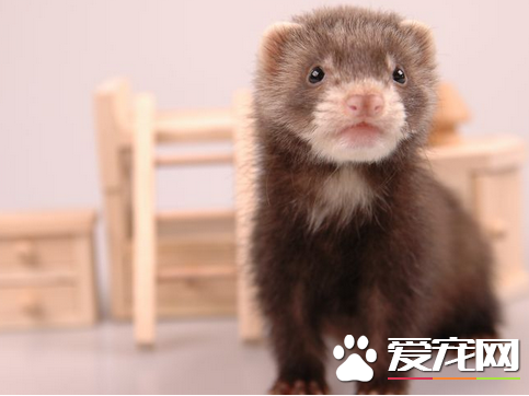 什麼寵物貂好養 注意以下四個飼養要點