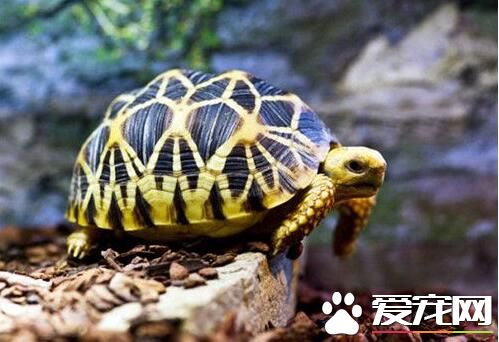 寵物龜常見病 腐皮病由單孢桿菌感染引起