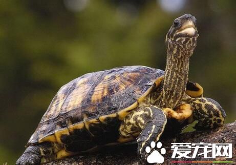 寵物龜怎麼過冬 寵物龜過冬有兩種做法