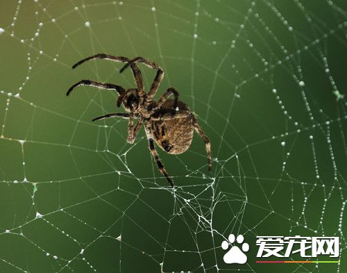 蜘蛛如何飼養 只要保證其食物水分就可以