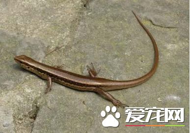 野生蜥蜴怎麼養 野生蜥蜴的飼養小技巧
