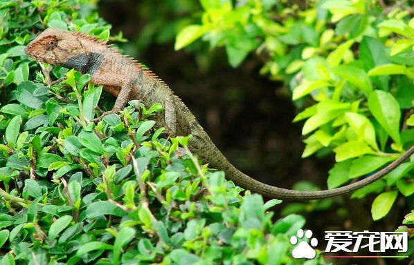 如何養蜥蜴 飼養蜥蜴時的四大注意事項