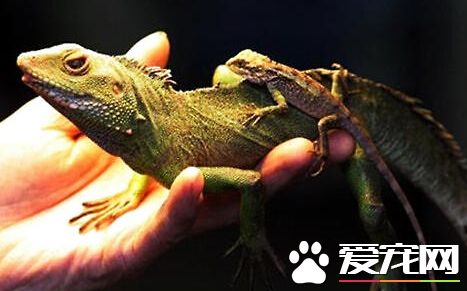 寵物蜥蜴吃什麼 寵物蜥蜴可以喂食蟋蟀