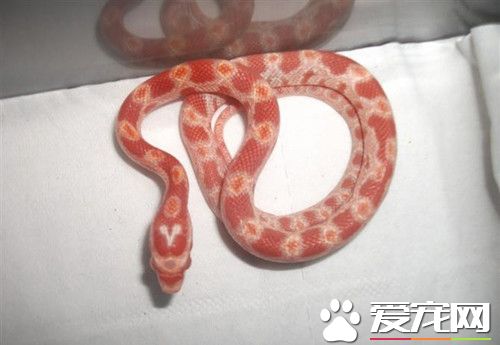 寵物蛇會咬人嗎 關於寵物蛇的11個誤會