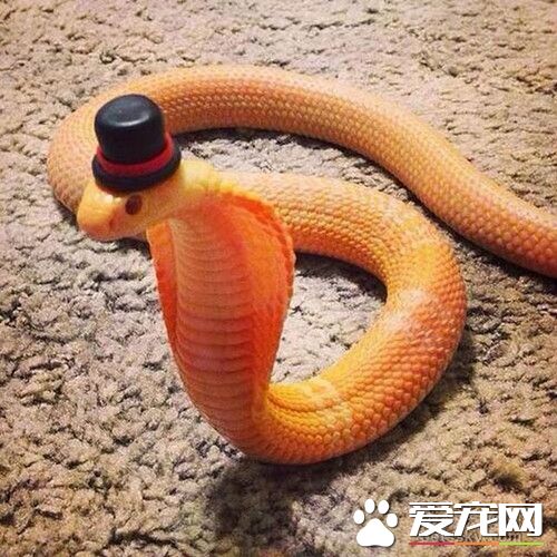 養什麼寵物蛇好 還是飼養主流的幾種寵物蛇
