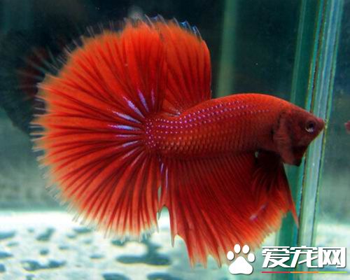 養魚應該用什麼水  哪些水是不能養魚的