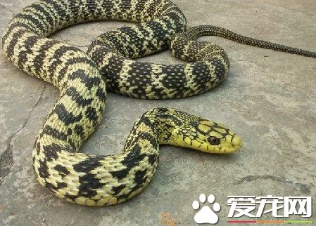 怎麼養寵物蛇 教你如何飼養和喂食寵物蛇