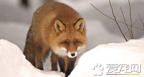 狐狸怎麼飼養 不同階段寵物飼養也不相同