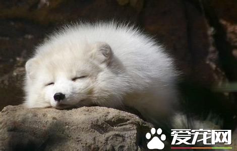 狐狸應該怎麼養 寵物幼狐的飼養管理