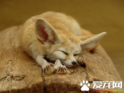 養狐狸喂什麼 適合寵物狐狸喂食的飼料