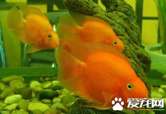 養魚要經常換水嗎 養魚的水怎麼處理最好